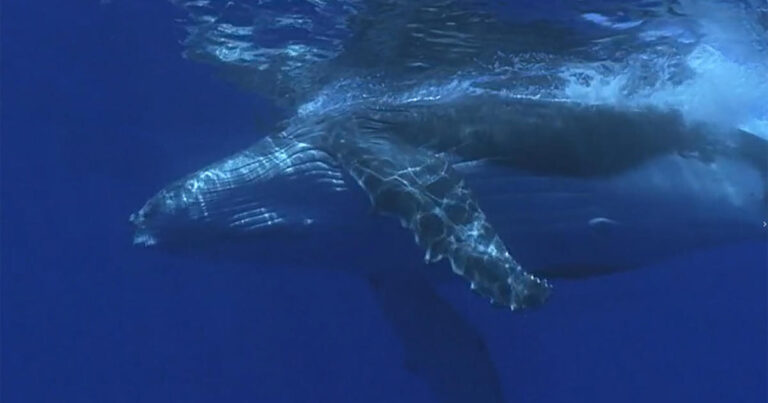 whale-ship-strikes-1920.jpg